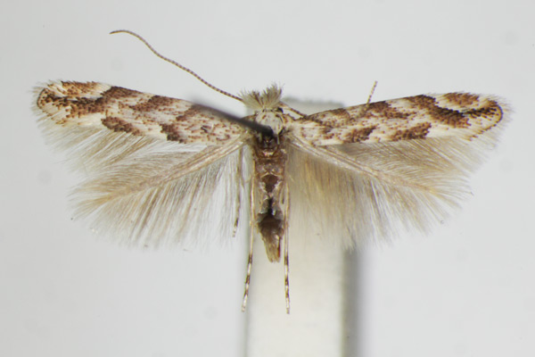 /filer/webapps/moths_gc/media/images/C/comparella_Phyllonorycter_A_ZSM_3.jpg