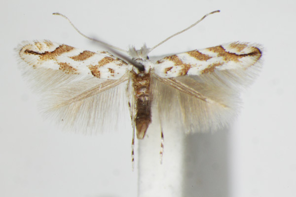 /filer/webapps/moths_gc/media/images/C/comparella_Phyllonorycter_A_ZSM_4.jpg