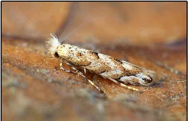 /filer/webapps/moths_gc/media/images/C/comparella_Phyllonorycter_Knyazev-et-al_2018_265.jpg