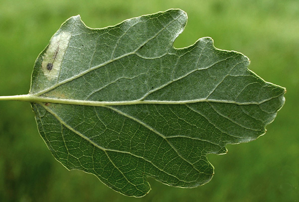 /filer/webapps/moths_gc/media/images/C/comparella_Phyllonorycter_Mine_Knyazev-et-al_2018_266.jpg