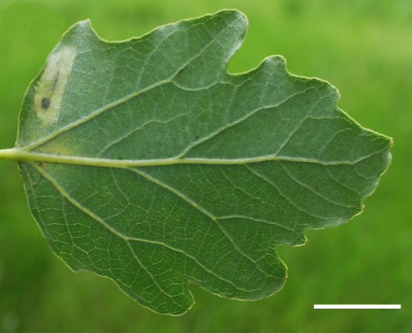 /filer/webapps/moths_gc/media/images/C/comparella_Phyllonorycter_Mine_Shashank-et-al_2021_448..jpg