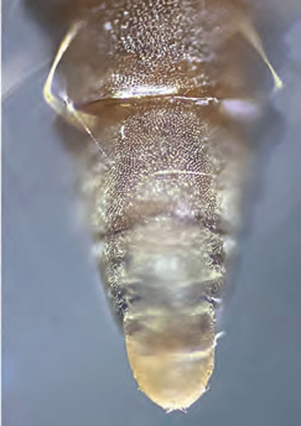 /filer/webapps/moths_gc/media/images/C/comparella_Phyllonorycter_cremaster_Bengtsson_2025_31.jpg
