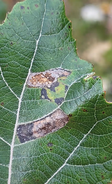 /filer/webapps/moths_gc/media/images/C/comparella_Phyllonorycter_mine1_Bengtsson_2025_30.jpg
