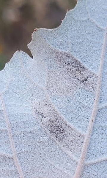 /filer/webapps/moths_gc/media/images/C/comparella_Phyllonorycter_mine2_Bengtsson_2025_30.jpg