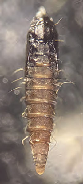 /filer/webapps/moths_gc/media/images/C/comparella_Phyllonorycter_pupa_Bengtsson_2025_31.jpg