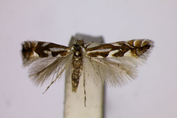 /filer/webapps/moths_gc/media/images/C/concomitella_Phyllonorycter_ST_BMNH_2.jpg