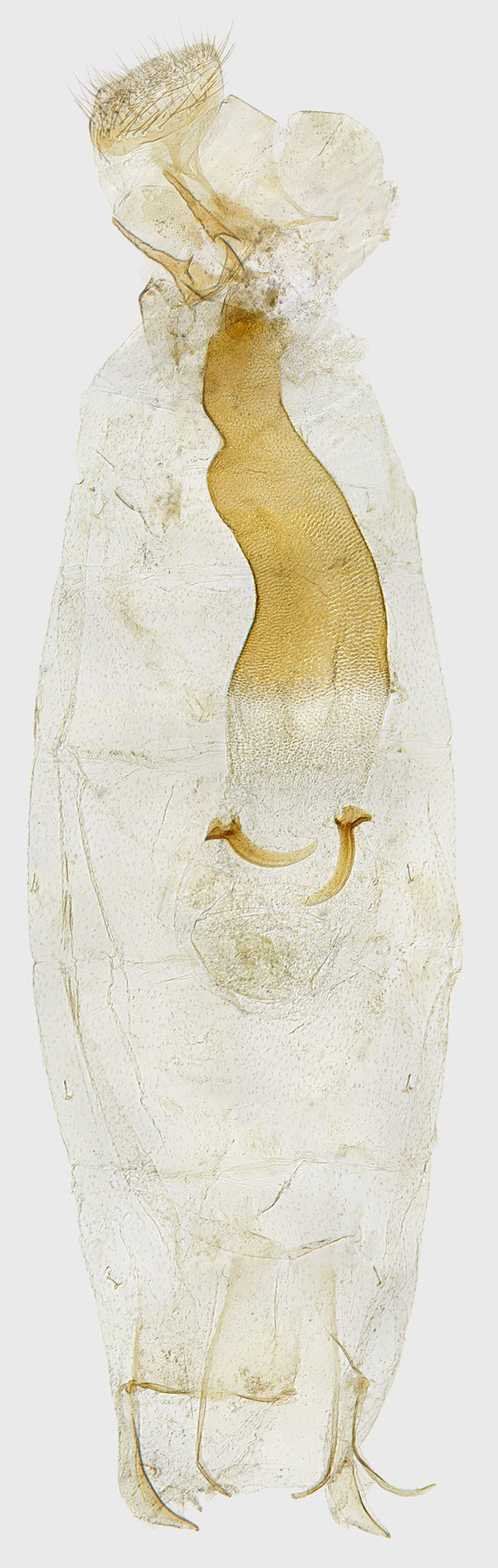 /filer/webapps/moths_gc/media/images/C/conimbricensis_Caloptilia_GF_Corley_2720.jpg