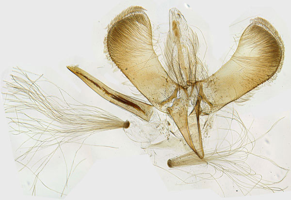 /filer/webapps/moths_gc/media/images/C/conimbricensis_Caloptilia_GM_BMNH_4171.jpg