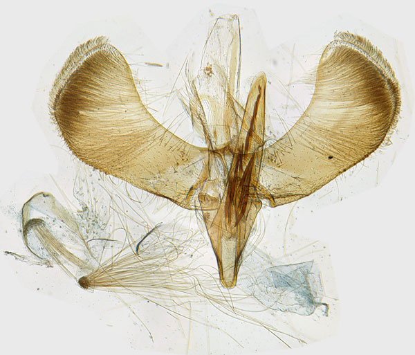/filer/webapps/moths_gc/media/images/C/conimbricensis_Caloptilia_GM_Corley_4174.jpg