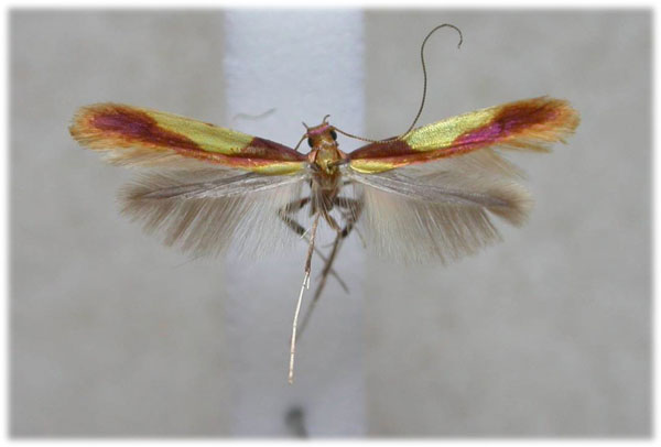 /filer/webapps/moths_gc/media/images/C/conimbricensis_Caloptilia_HT_BMNH.jpg