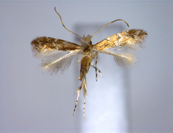 /filer/webapps/moths_gc/media/images/C/conista_Phyllonorycter_A_EIHU.jpg