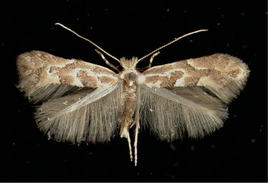 /filer/webapps/moths_gc/media/images/C/connexella_Phyllonorycter_A_Innsbruck21021966_MHNG.jpg