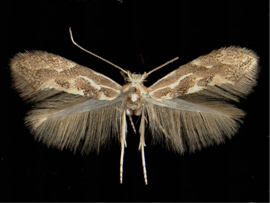 /filer/webapps/moths_gc/media/images/C/connexella_Phyllonorycter_A_Kundl03021973_MHNG.jpg