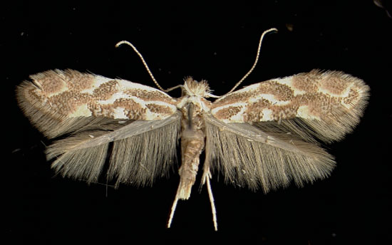 /filer/webapps/moths_gc/media/images/C/connexella_Phyllonorycter_A_Schliffers21021951_MHNG.jpg