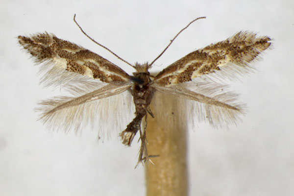 /filer/webapps/moths_gc/media/images/C/connexella_Phyllonorycter_A_ZSM.jpg