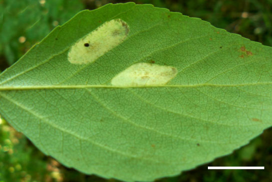 /filer/webapps/moths_gc/media/images/C/connexella_Phyllonorycter_mine_Shashank-et-al_2021_448.jpg