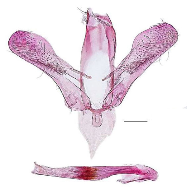 /filer/webapps/moths_gc/media/images/C/convexa_Cryptolectica_GMHT_RBINS.jpg