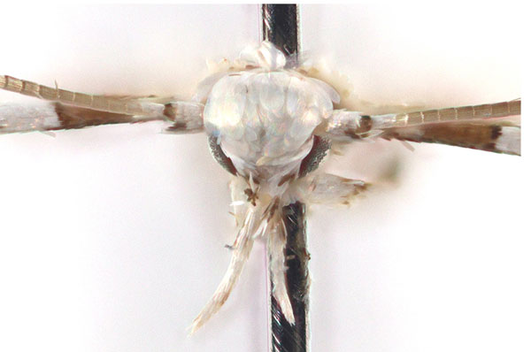 /filer/webapps/moths_gc/media/images/C/convexa_Cryptolectica_head_Sruoga-et-De-Prins_2023_82.jpg