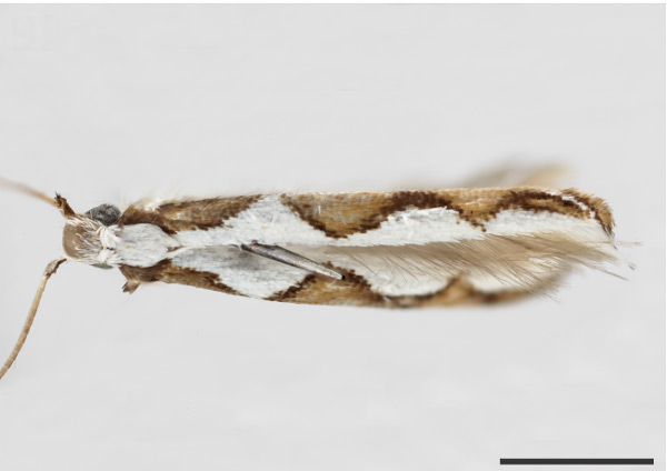 /filer/webapps/moths_gc/media/images/C/cordiella_Acrocercops_HT_USNM.jpg