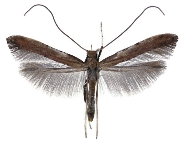 /filer/webapps/moths_gc/media/images/C/coriarella_Caloptilia_HT_Falck_2025_701_1.jpg