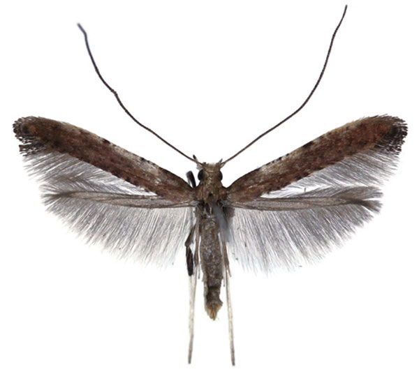 /filer/webapps/moths_gc/media/images/C/coriarella_Caloptilia_PTF_Falck_2025_701_2.jpg