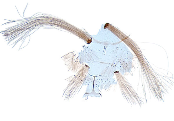 /filer/webapps/moths_gc/media/images/C/coriarella_Caloptilia_PT_segments7-8_Falck_2025_702_5.jpg