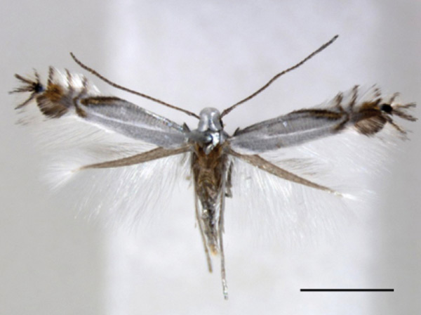 /filer/webapps/moths_gc/media/images/C/cornella_Phyllocnistis_A_RMNH.jpg