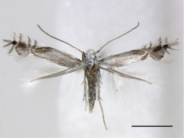 /filer/webapps/moths_gc/media/images/C/cornella_Phyllocnistis_A_RMNH_2.jpg