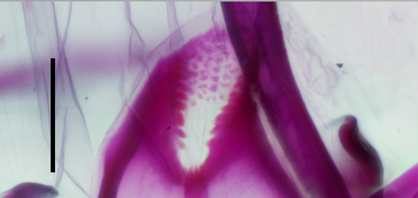 /filer/webapps/moths_gc/media/images/C/corni_Cameraria_GF_pap-anales_Sawada-etal_2024_183.jpg