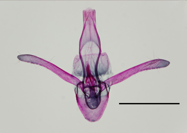 /filer/webapps/moths_gc/media/images/C/corni_Cameraria_GM_HT_EIHU.jpg