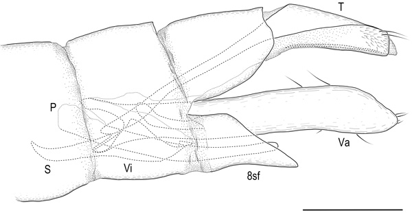 /filer/webapps/moths_gc/media/images/C/corni_Cameraria_GM_Sawada-etal_2024_185.jpg