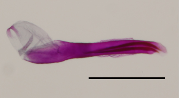 /filer/webapps/moths_gc/media/images/C/corni_Cameraria_GM_aedeagus_HT_EIHU.jpg