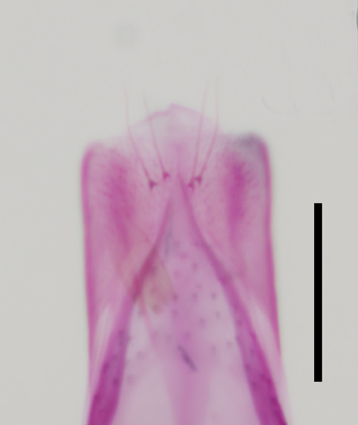 /filer/webapps/moths_gc/media/images/C/corni_Cameraria_GM_tegumen_HT_EIHU.jpg