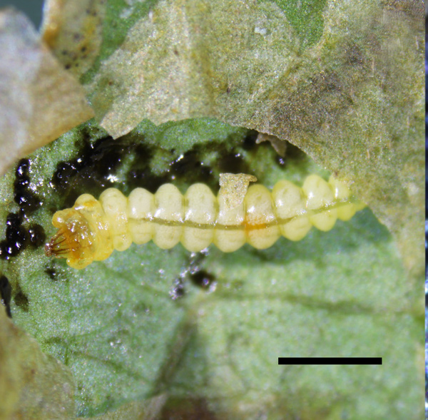 /filer/webapps/moths_gc/media/images/C/corni_Cameraria_Larva1_Sawada-etal_2024_189.jpg