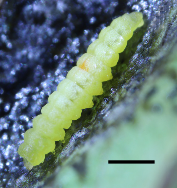 /filer/webapps/moths_gc/media/images/C/corni_Cameraria_Larva2_Sawada-etal_2024_189.jpg