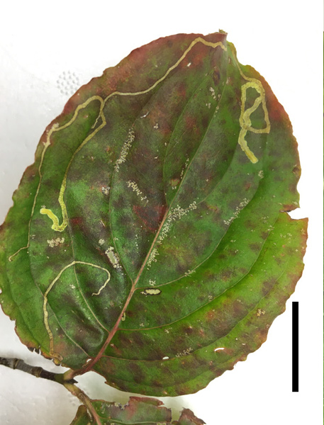 /filer/webapps/moths_gc/media/images/C/corni_Cameraria_mine1_Sawada-etal_2024_189.jpg