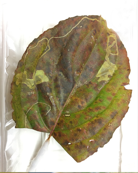/filer/webapps/moths_gc/media/images/C/corni_Cameraria_mine3_Sawada-etal_2024_189.jpg
