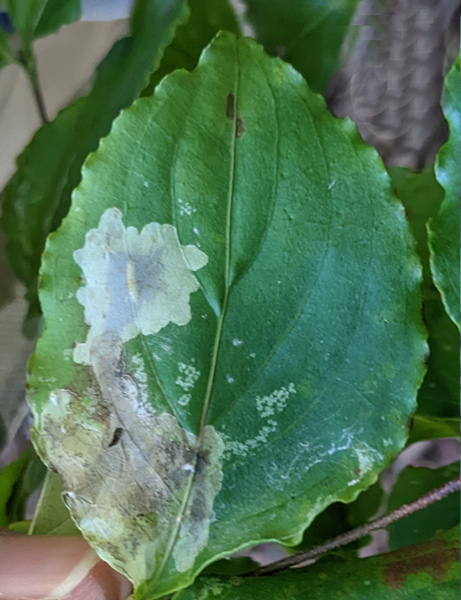 /filer/webapps/moths_gc/media/images/C/corni_Cameraria_mine4_Sawada-etal_2024_189.jpg