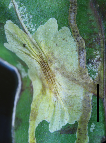 /filer/webapps/moths_gc/media/images/C/corni_Cameraria_mine6_Sawada-etal_2024_189.jpg