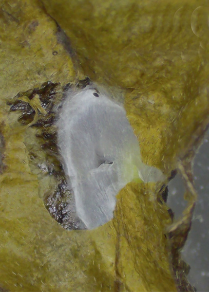 /filer/webapps/moths_gc/media/images/C/corni_Cameraria_mine7_Sawada-etal_2024_189.jpg