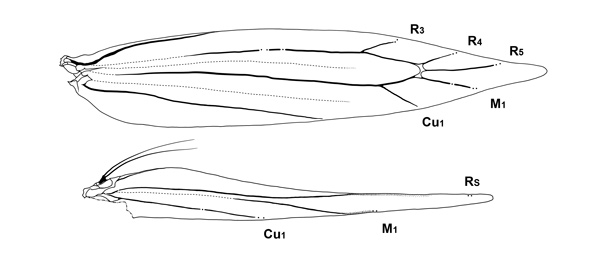 /filer/webapps/moths_gc/media/images/C/corni_Cameraria_wv_Sawada-etal_2024_192.jpg