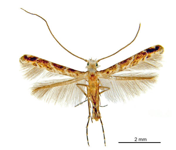 /filer/webapps/moths_gc/media/images/C/cornuta_Diphtheroptilia_HT_ANIC.jpg