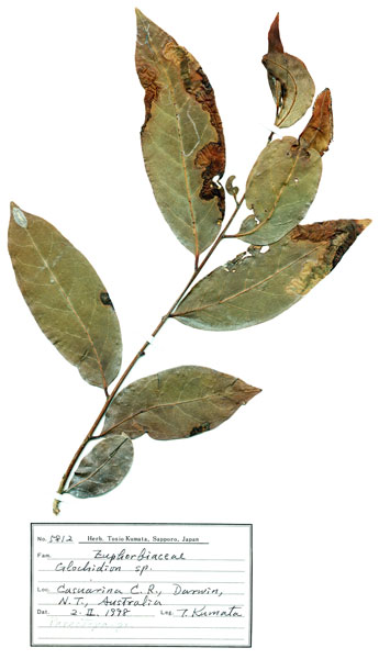 /filer/webapps/moths_gc/media/images/C/cornuta_Diphtheroptilia_HT_GF_Host-plant_ANIC.jpg