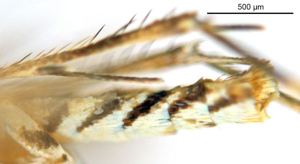 /filer/webapps/moths_gc/media/images/C/cornuta_Diphtheroptilia_HT_abdomen_ANIC.jpg