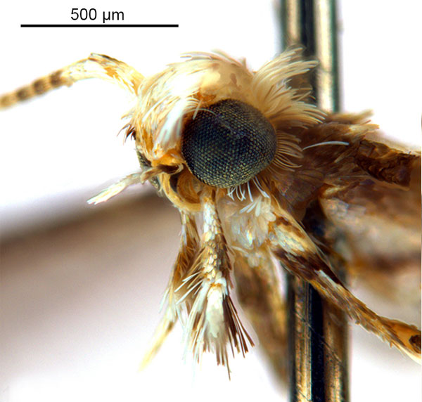 /filer/webapps/moths_gc/media/images/C/cornuta_Diphtheroptilia_HT_head2_ANIC.jpg