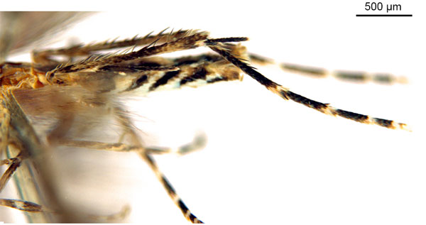 /filer/webapps/moths_gc/media/images/C/cornuta_Diphtheroptilia_HT_legs_ANIC.jpg