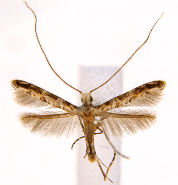 /filer/webapps/moths_gc/media/images/C/cornuta_Diphtheroptilia_PT1_ANIC.jpg