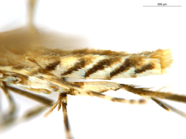 /filer/webapps/moths_gc/media/images/C/cornuta_Diphtheroptilia_PT1_abdomen_ANIC.jpg