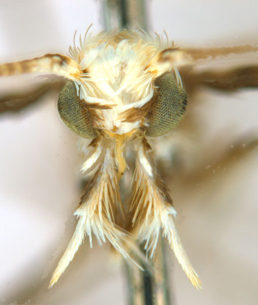 /filer/webapps/moths_gc/media/images/C/cornuta_Diphtheroptilia_PT1_head1_ANIC.jpg