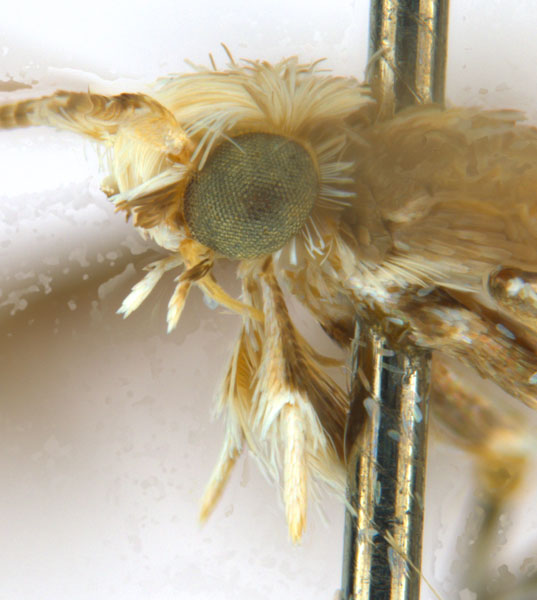 /filer/webapps/moths_gc/media/images/C/cornuta_Diphtheroptilia_PT1_head2_ANIC.jpg